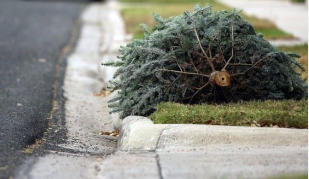 Pine Tree laying by the curb